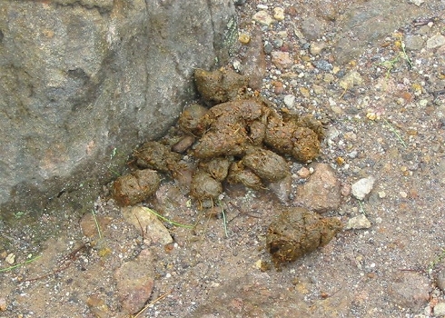 知床硫黄山08
