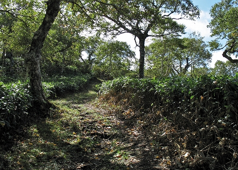 藻琴山登山11