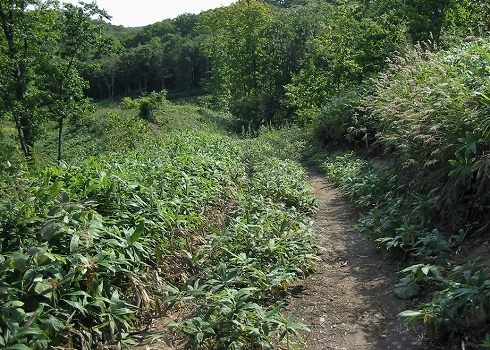 宮嶋岬2