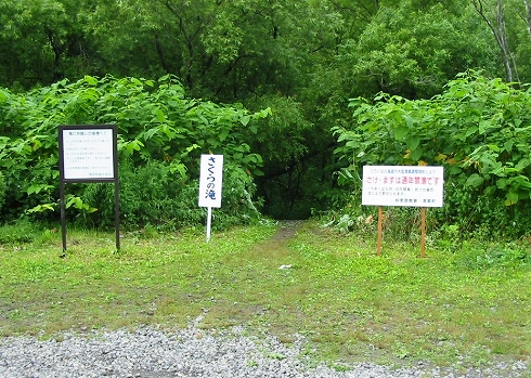 さくらの滝2