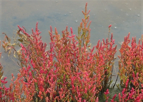 サンゴ草2
